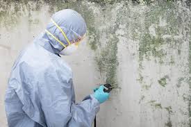 Trusted St Augusta, MN Mold Inspection Experts